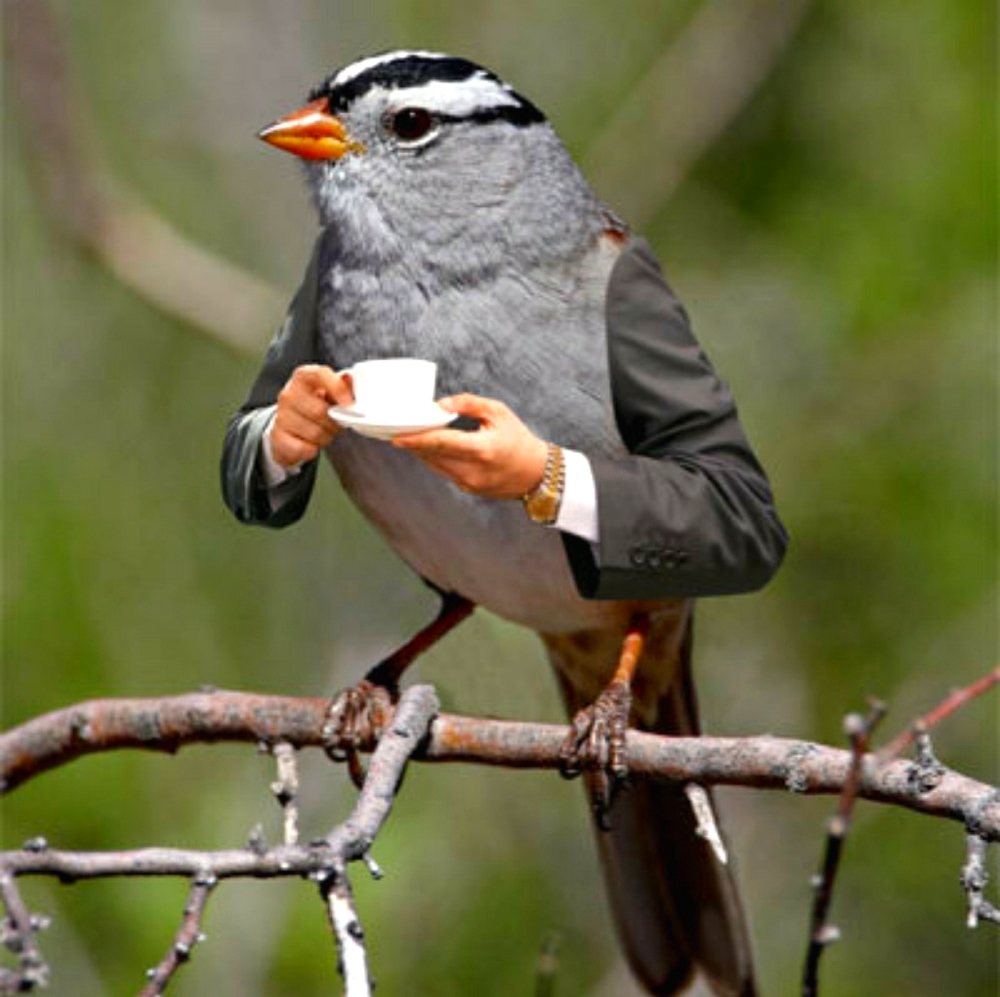 Meet your Posher, Hira